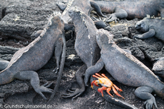 Galapagos-Tiere82.jpg
